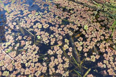 <i>Azolla filiculoides</i>