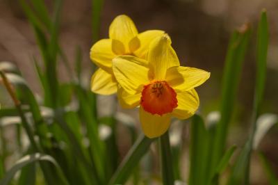 <i>Narcissus jonquilla</i>