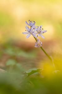 <i>Scilla bifolia</i>