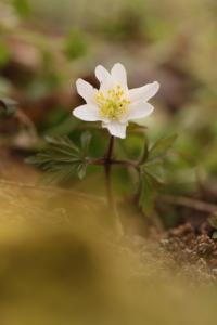 <i>Anemone nemorosa</i>
