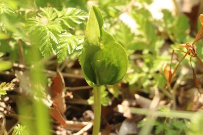 <i>Ophioglossum vulgatum</i>