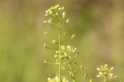 <i>Thlaspi alliaceum</i>