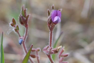 <i>Vicia lathyroides</i>
