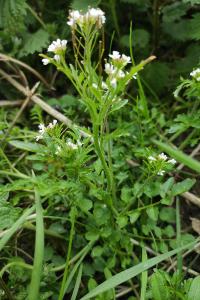<i>Cardamine flexuosa</i>