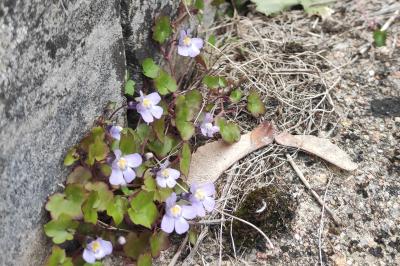 <i>Cymbalaria muralis</i>