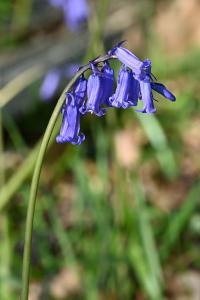 <i>Hyacinthoides non-scripta</i>