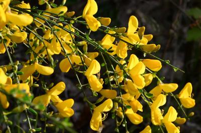 <i>Cytisus scoparius</i>