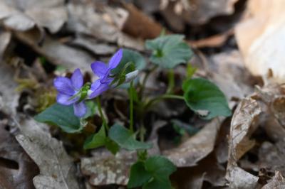 <i>Viola riviniana</i>