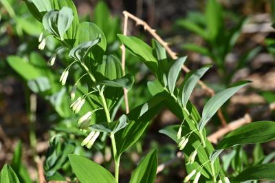 <i>Polygonatum multiflorum</i>