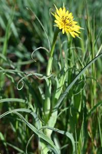 <i>Tragopogon pratensis</i>