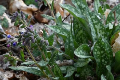 <i>Pulmonaria longifolia</i>