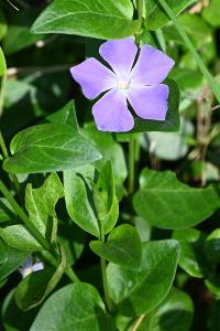 <i>Vinca major</i>