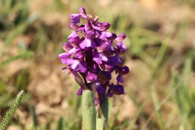 <i>Anacamptis morio</i>