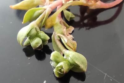<i>Montia fontana subsp. minor</i>
