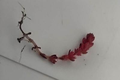 <i>Crassula tillaea</i>