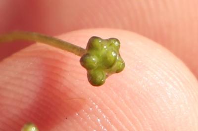 <i>Ranunculus tripartitus</i>