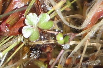 <i>Ranunculus tripartitus</i>
