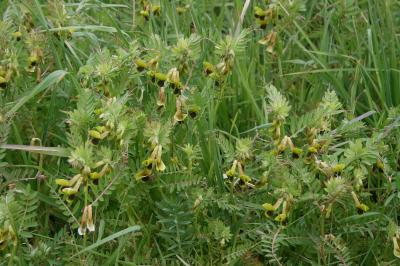<i>Vicia melanops</i>