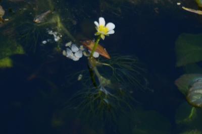 <i>Ranunculus trichophyllus</i>