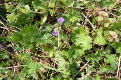 <i>Geranium molle</i>