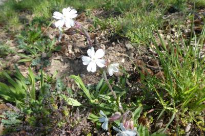 <i>Silene latifolia</i>
