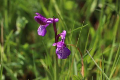 <i>Anacamptis morio</i>