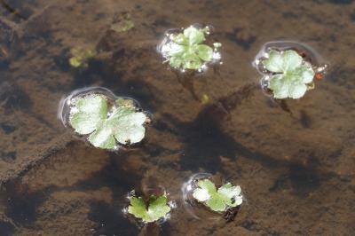 <i>Hydrocotyle ranunculoides</i>