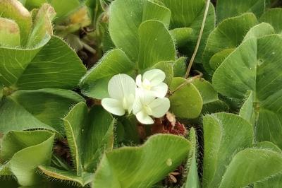 <i>Trifolium subterraneum</i>