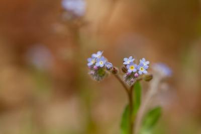 <i>Myosotis ramosissima</i>