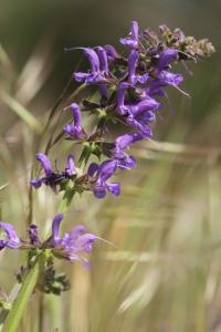 <i>Salvia pratensis</i>