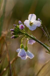 <i>Cardamine pratensis</i>
