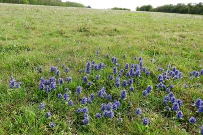 <i>Ajuga reptans</i>