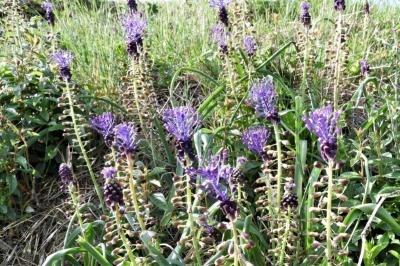 <i>Muscari comosum</i>