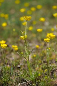 <i>Ranunculus paludosus</i>