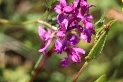 <i>Anacamptis morio</i>