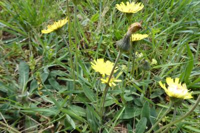 Pilosella officinarum
