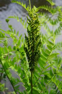 <i>Osmunda regalis</i>