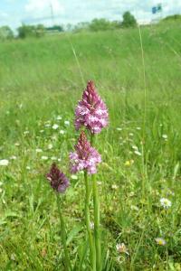 <i>Anacamptis pyramidalis</i>