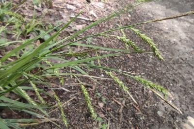 <i>Carex sylvatica</i>