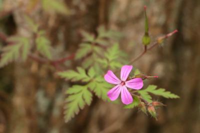Geraniaceae