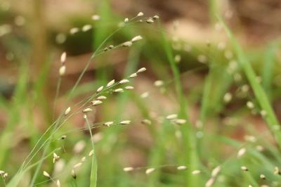 <i>Melica uniflora</i>