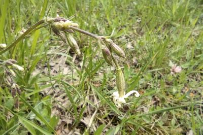 <i>Silene nutans</i>