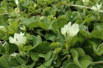 <i>Trifolium subterraneum</i>