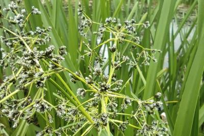 <i>Scirpus sylvaticus</i>