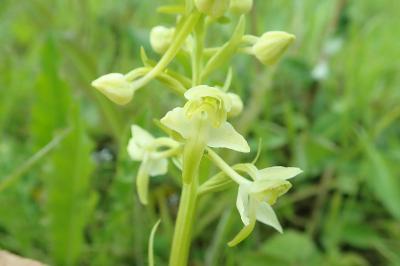 <i>Platanthera chlorantha</i>