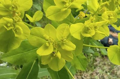 <i>Euphorbia illirica</i>