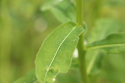 <i>Euphorbia illirica</i>