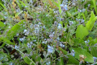 <i>Myosotis ramosissima</i>