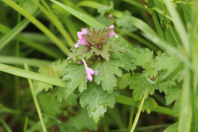 <i>Lamium hybridum</i>