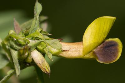 <i>Vicia melanops</i>